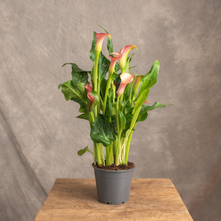 Zantedeschia 'Morning Sun' | Tomaszewski