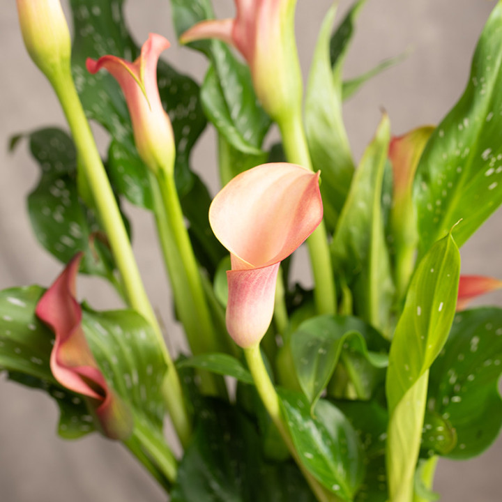 Zantedeschia 'Morning Sun' | Tomaszewski