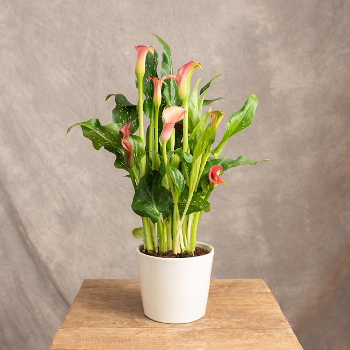 Zantedeschia 'Morning Sun' | Tomaszewski