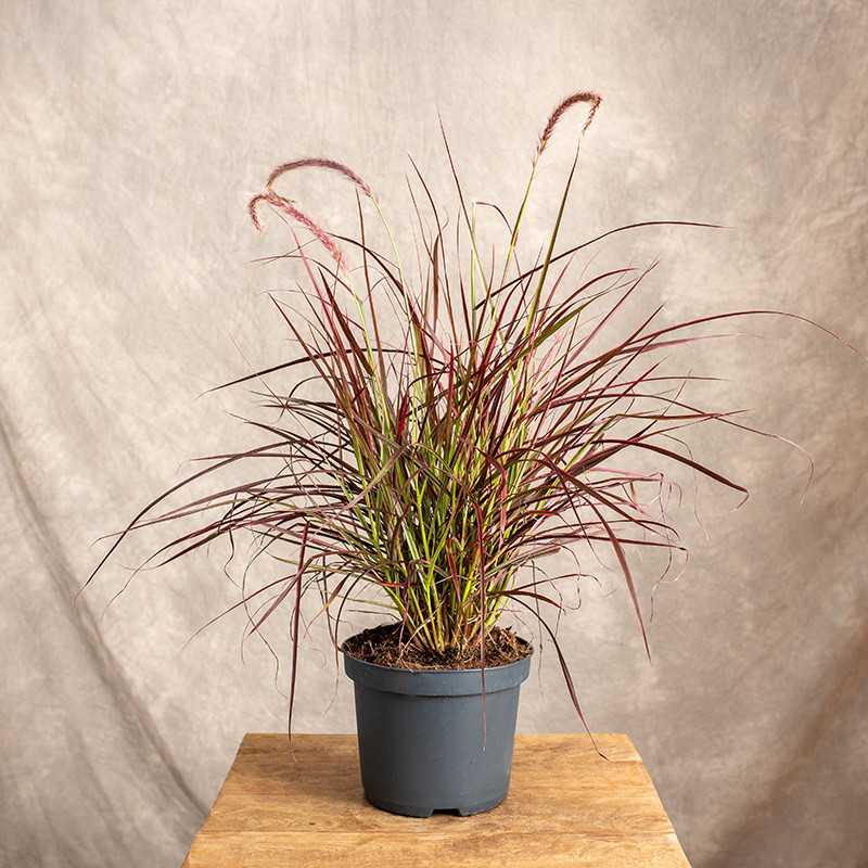 Rozplenica 'Fireworks'