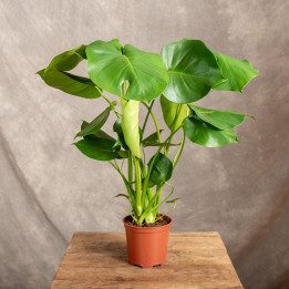 Monstera deliciosa | Monstera dziurawa