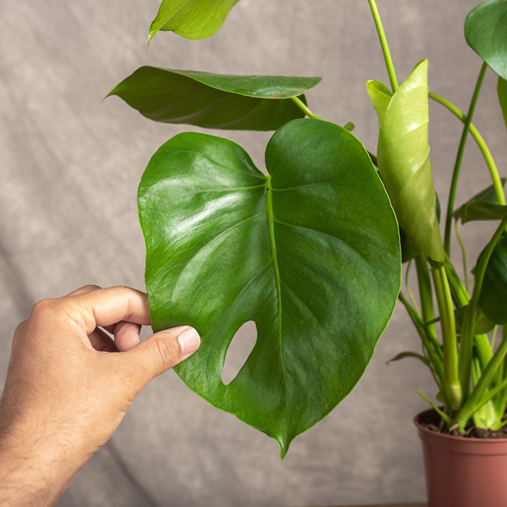 Monstera deliciosa | Monstera dziurawa