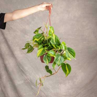 Filodendron 'Brasil' | Wiszący