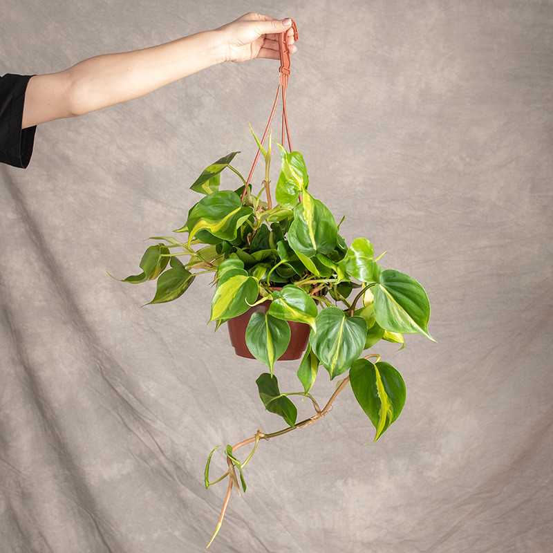 Filodendron 'Brasil' | Wiszący