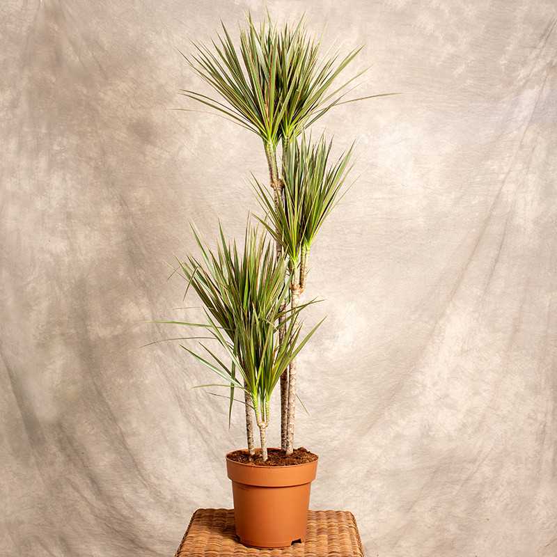 Dracena 'Bicolor' | 4 Pędy