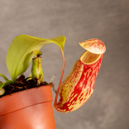 Dzbanecznik | Mały