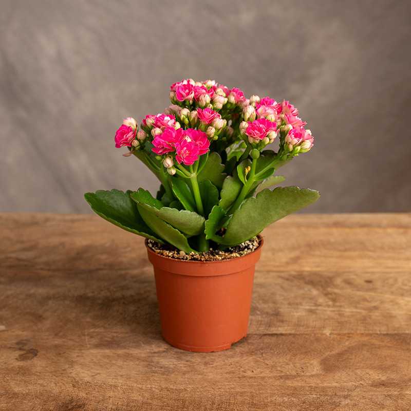 Kalanchoe różowe | Mini