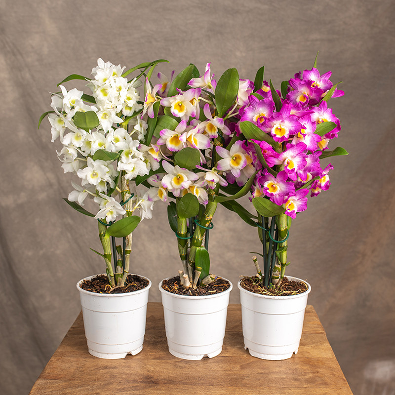 Storczyk Dendrobium | MIX...