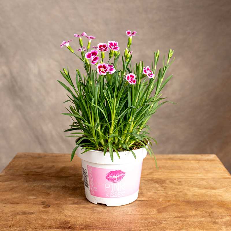 Goździk 'Pink Kisses'