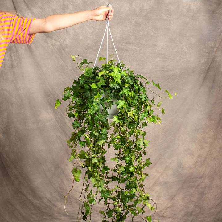 Bluszcz Hedera helix 'Anna' | Tomaszewski