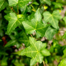 Bluszcz Hedera helix 'Anna' | Tomaszewski