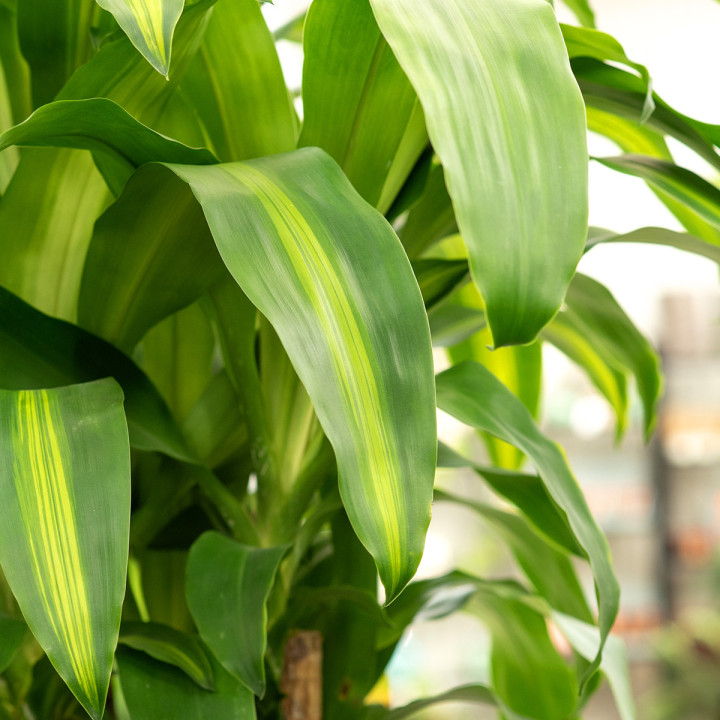 Dracena 'Massangeana' Rozgałęziona | Tomaszewski