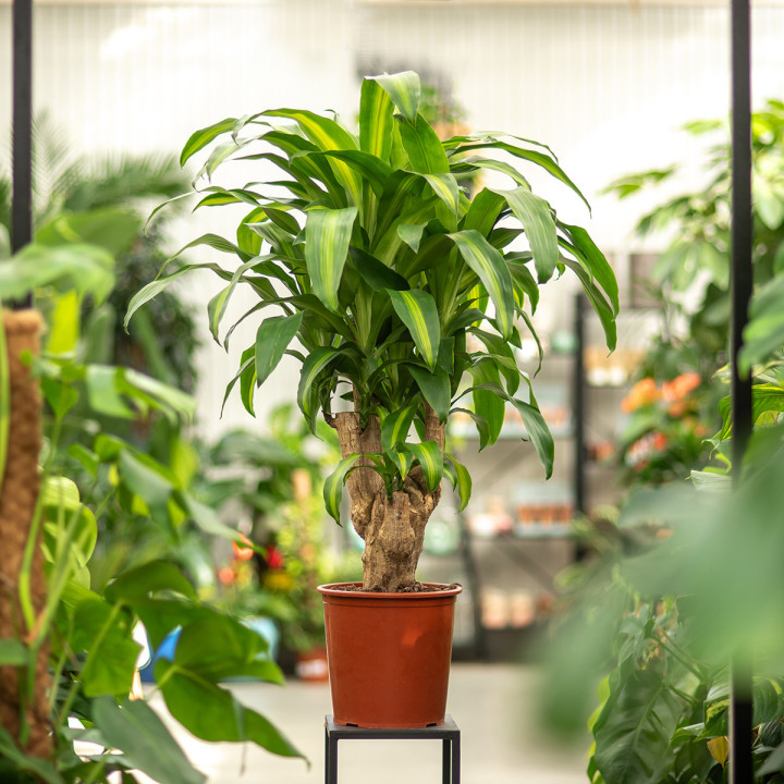 Dracena 'Massangeana' Rozgałęziona | Tomaszewski