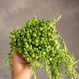 Senecio Rowleya | Tomaszewski