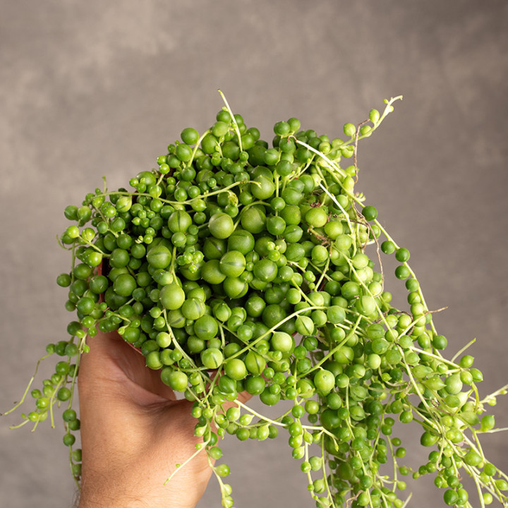 Senecio Rowleya | Tomaszewski