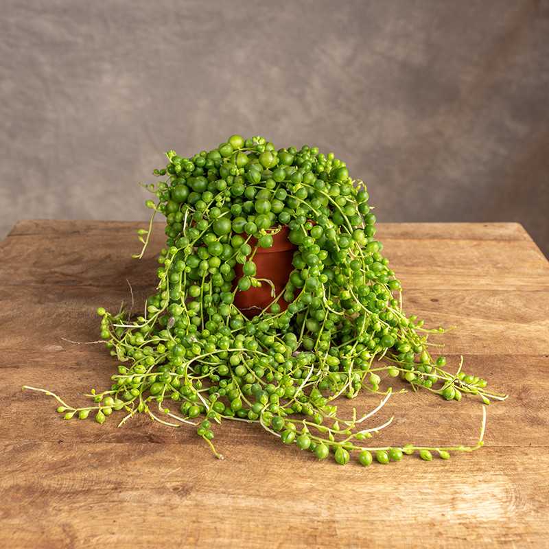 Senecio Rowleya | Mały