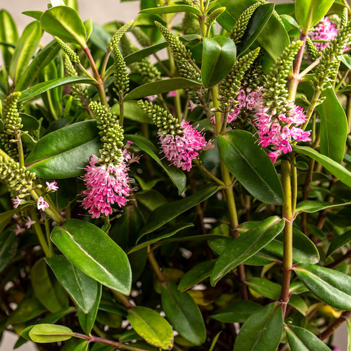 Hebe 'Pink Kiwi' | Duże