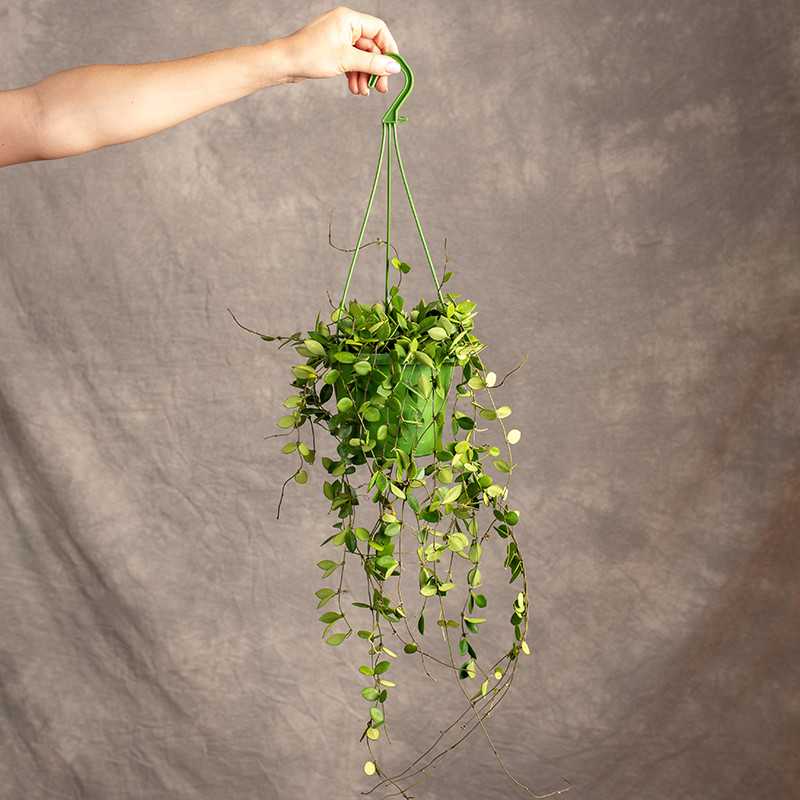 Hoja 'Pubera' | Wisząca