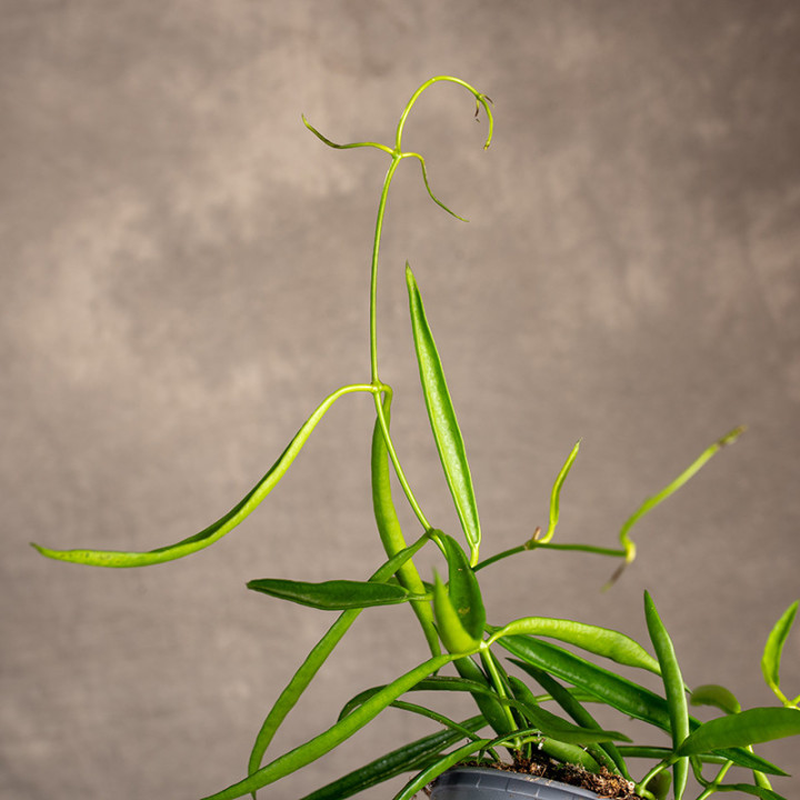 Hoya longifolia 'China Beans' | Tomaszewski