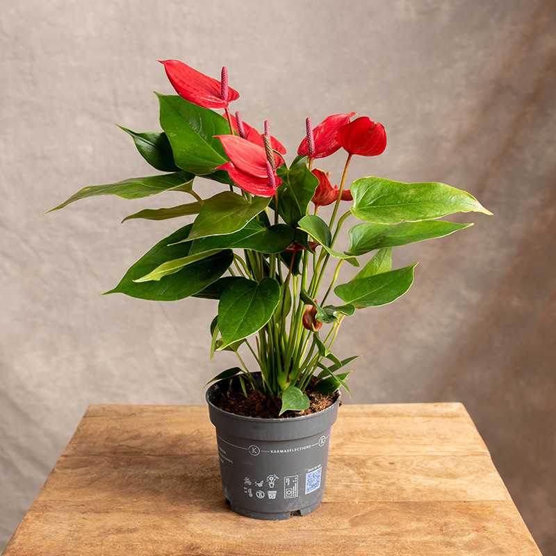 Anturium 'Banderola Lava' |...