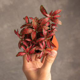 Fittonia 'Red Forest Flame' | Tomaszewski