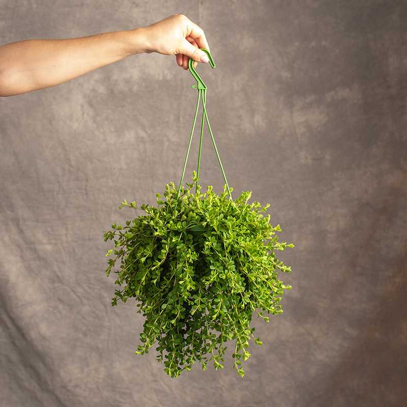 Peperomia 'Isabelle' | Wisząca
