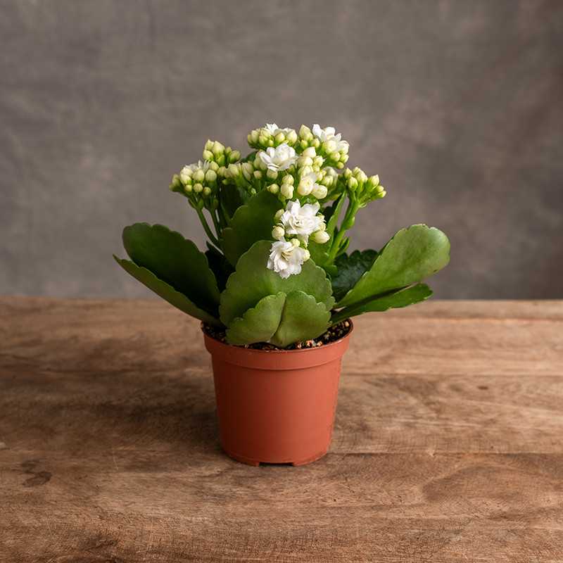 Kalanchoe białe | Mini