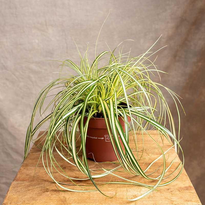 Turzyca hachijońska 'Evergold'