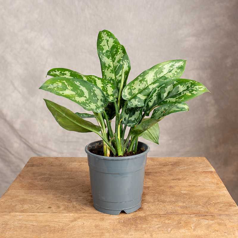 Aglaonema 'Maria' | Mała