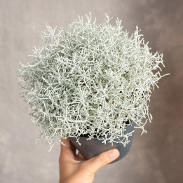 Kalocefalus Browna | Leuophyta brownii | Srebrzyk | Mrozek