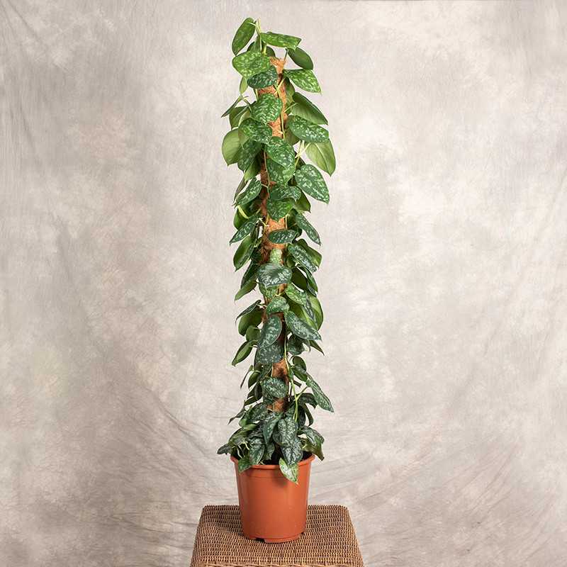 Scindapsus 'Trebie' Na pniu...