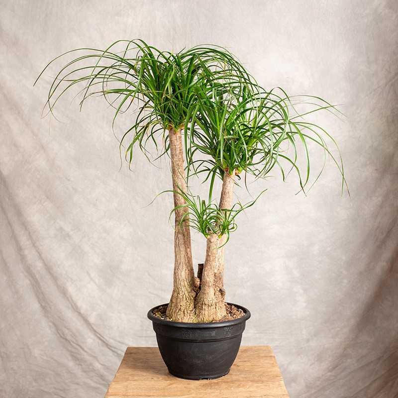 Beaucarnea recurvata | Nolina
