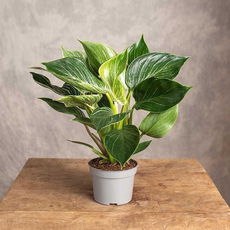 Filodendron 'Birkin' | Mały