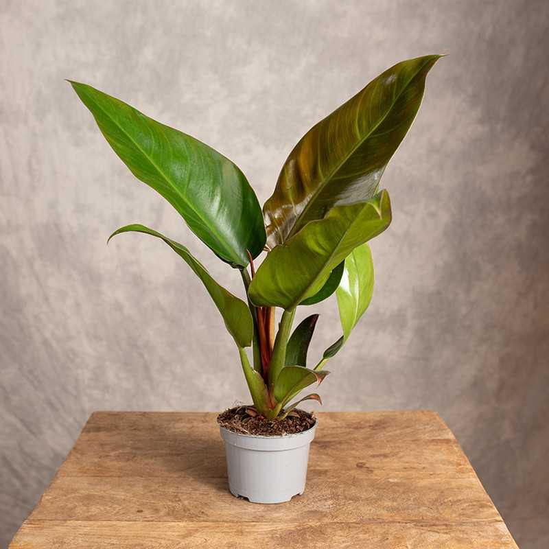 Filodendron 'Imperial Red'...
