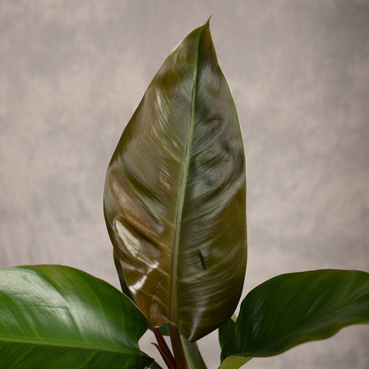 Filodendron 'Imperial Red' | Tomaszewski