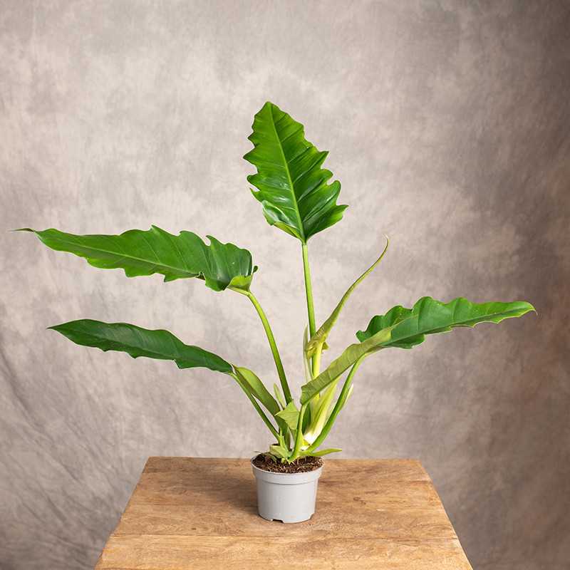 Filodendron 'Narrow Escape'...