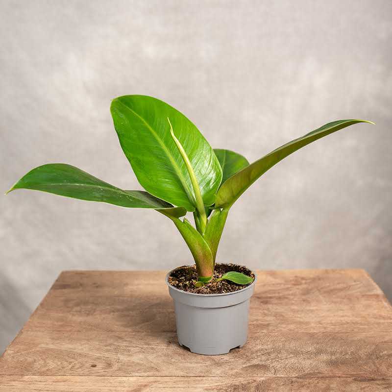 Filodendron 'Imperial...
