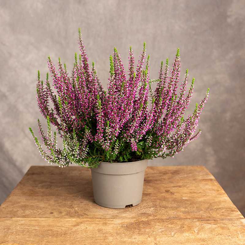 Wrzos 'Lisbeth'