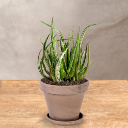 Aloes Kolibri Greens Maidu | Tomaszewski