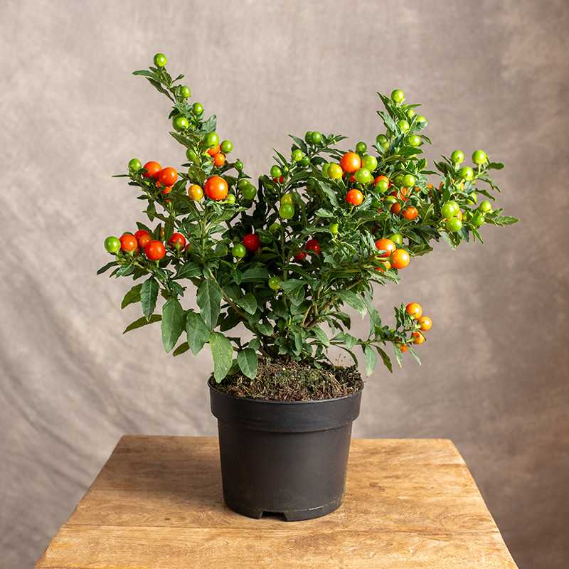 Solanum Psianka | Duża