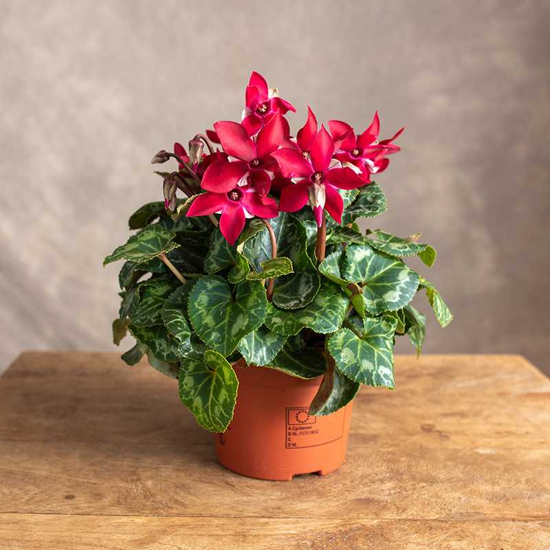 Cyklamen 'Djix Dark Red'