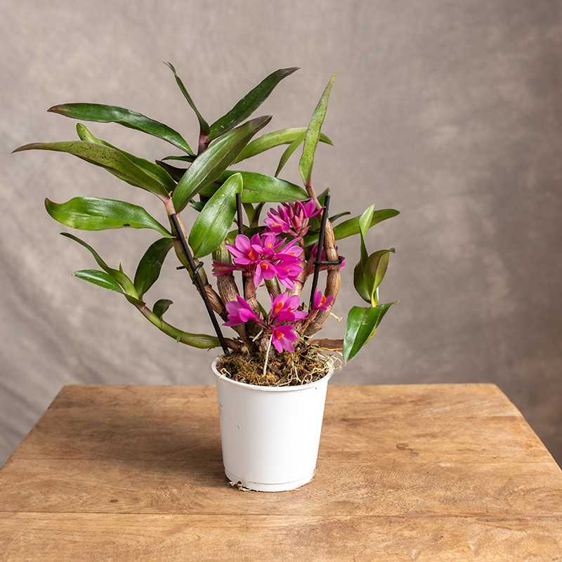 Dendrobium 'Hibiki'
