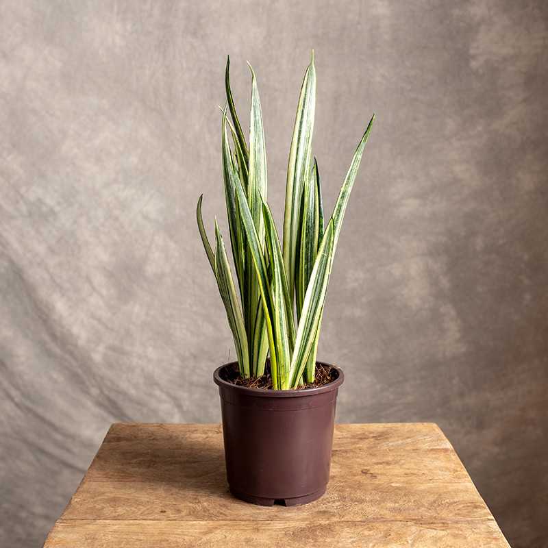 Sansewieria 'Bantel'