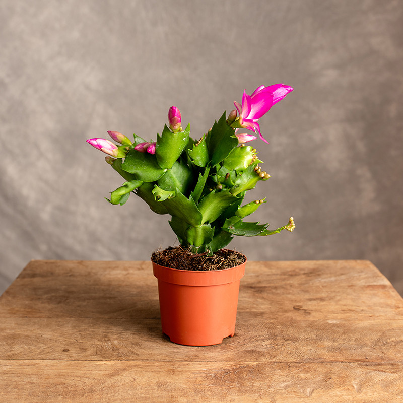 Szlumbergera różowa | Mała