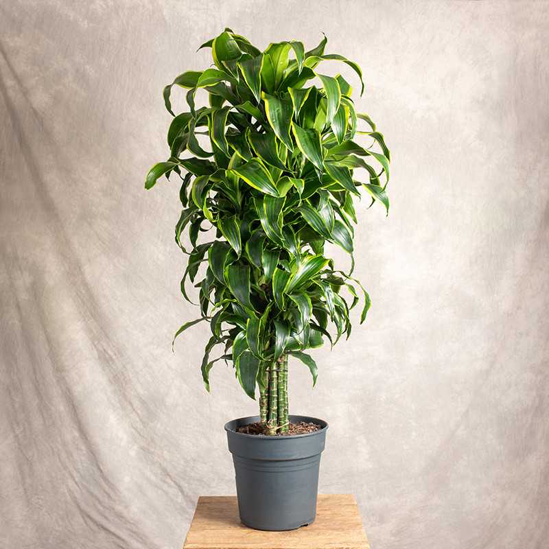 Dracaena fragrans 'Dorado'