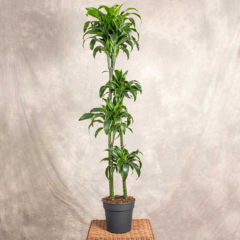 Dracena fragrans 'Dorado' |...