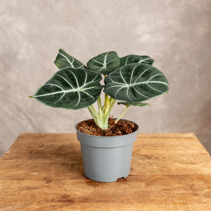 Alokazja 'Black Velvet' | Alocasia 'Black Velvet'