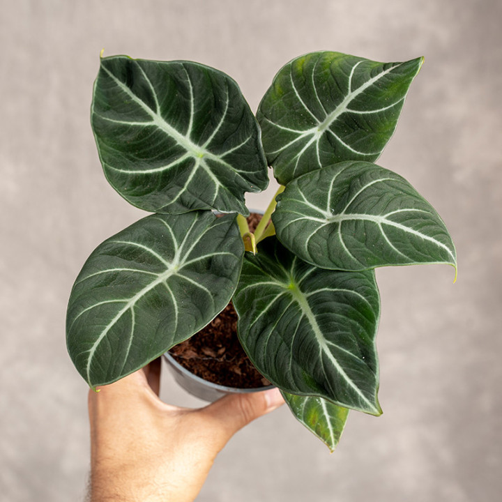 Alokazja 'Black Velvet' | Alocasia 'Black Velvet'