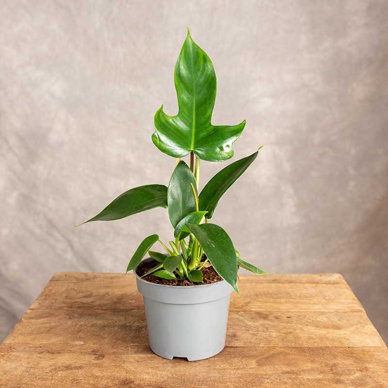 Filodendron 'Florida' | Mały