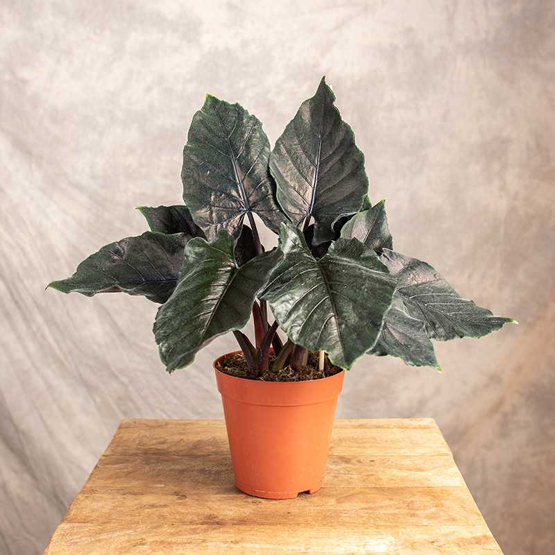 Alokazja 'Antoro Velvet'